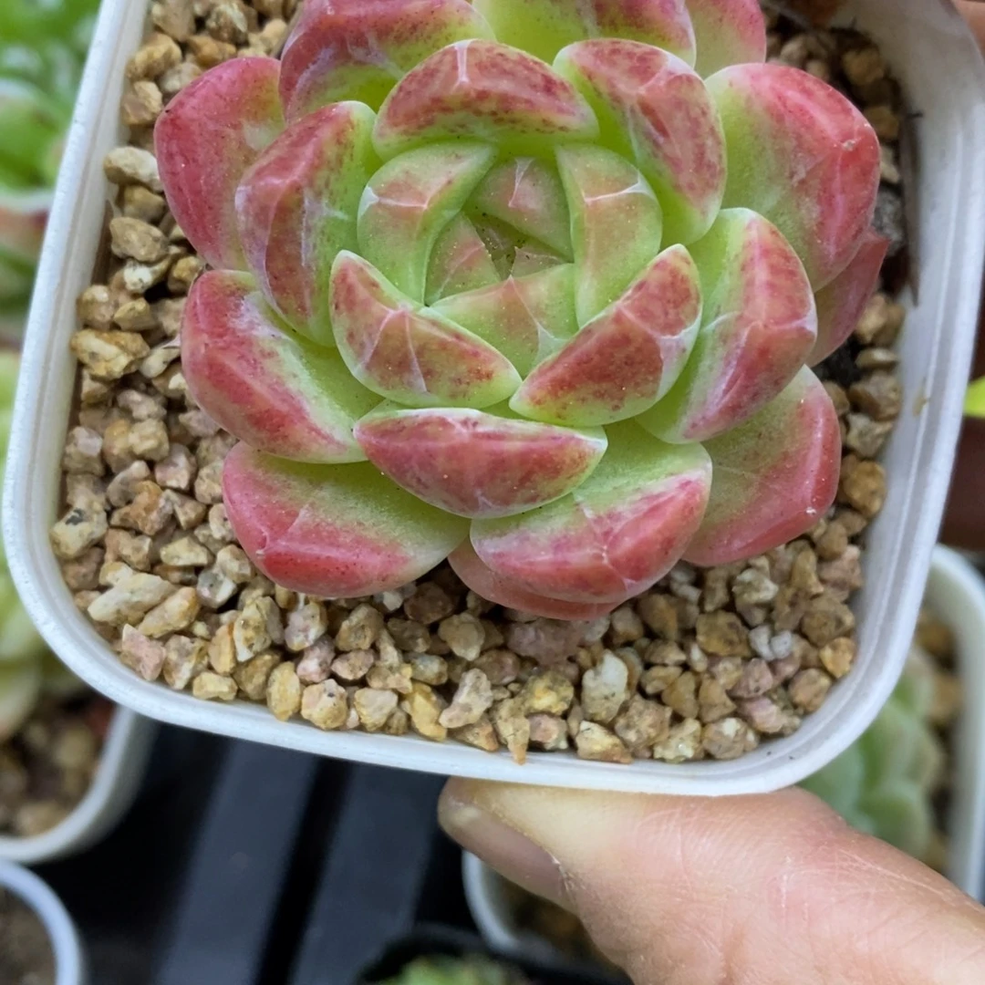 精品多肉一物一拍不包整235