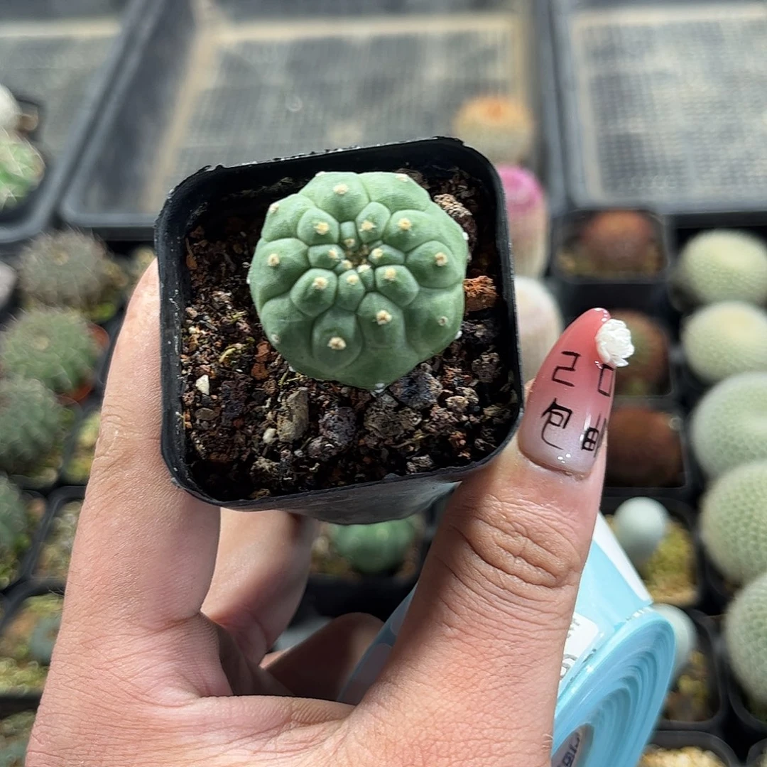 无刺奇仙玉单头发货有根