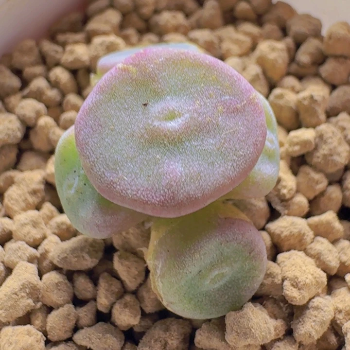 毛纽扣 jnskkzbsjak