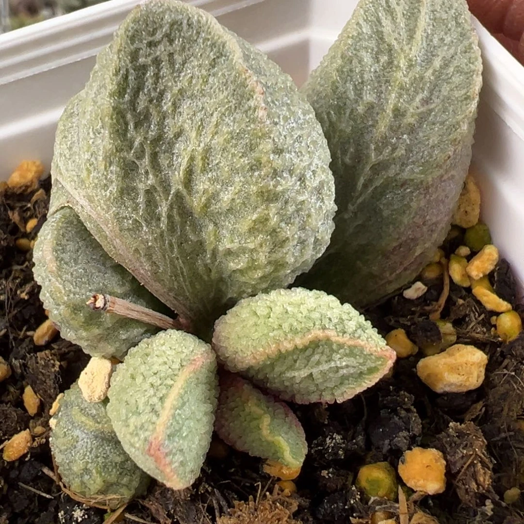 绿猪肝水泡多肉植物