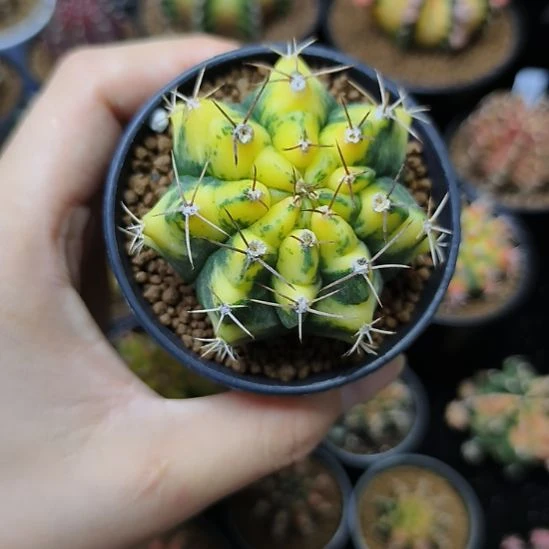 水晶猫眼侧芽自根带盆土发货