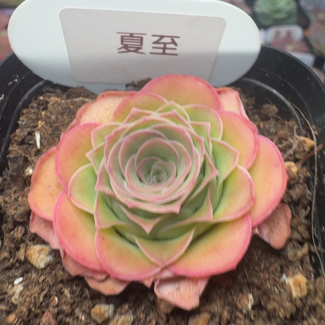 夏至-90-冠幅  4CM