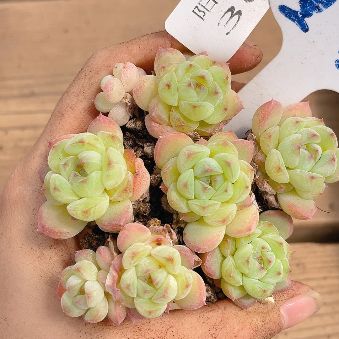 量拍多肉植物多肉植物366