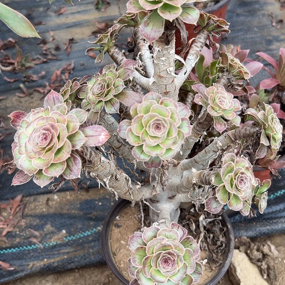 多肉植物拉丝锦老庄