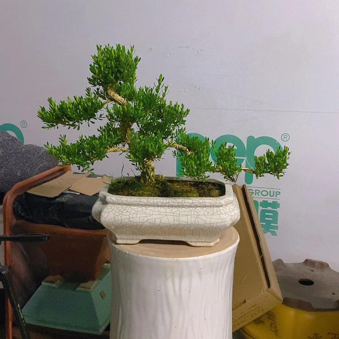 盆景黄杨树带盆发货