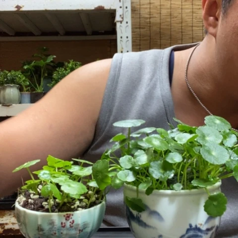 红陶一物一拍所见即所得148