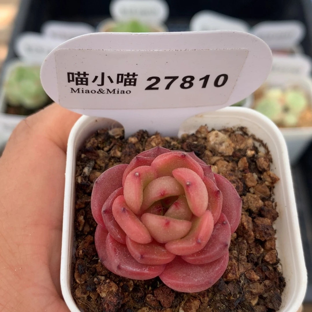 多肉植物保护研究所