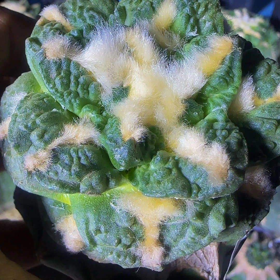 龟甲570仙人球开花