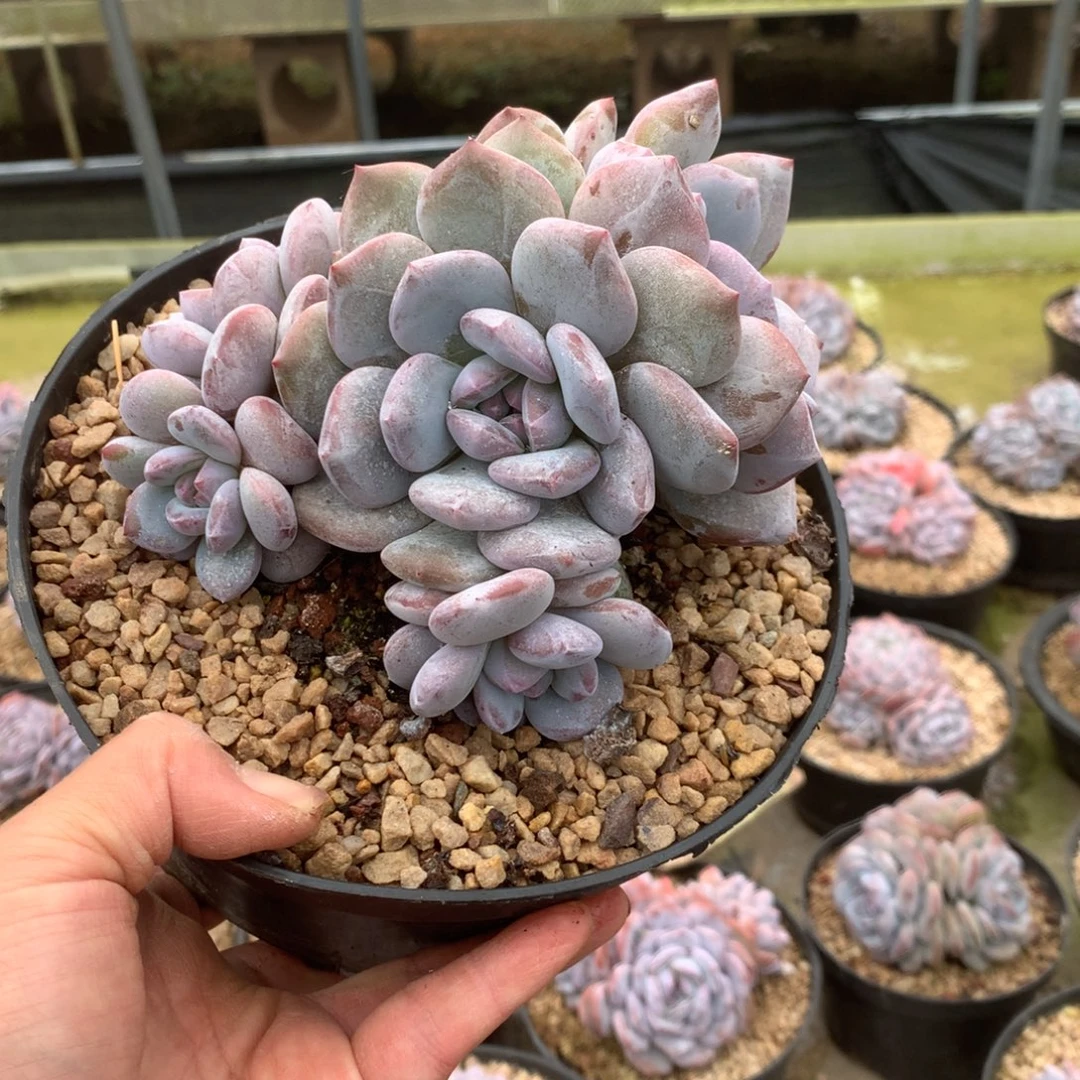 无花朵哈哈哈哈哈哈哈56