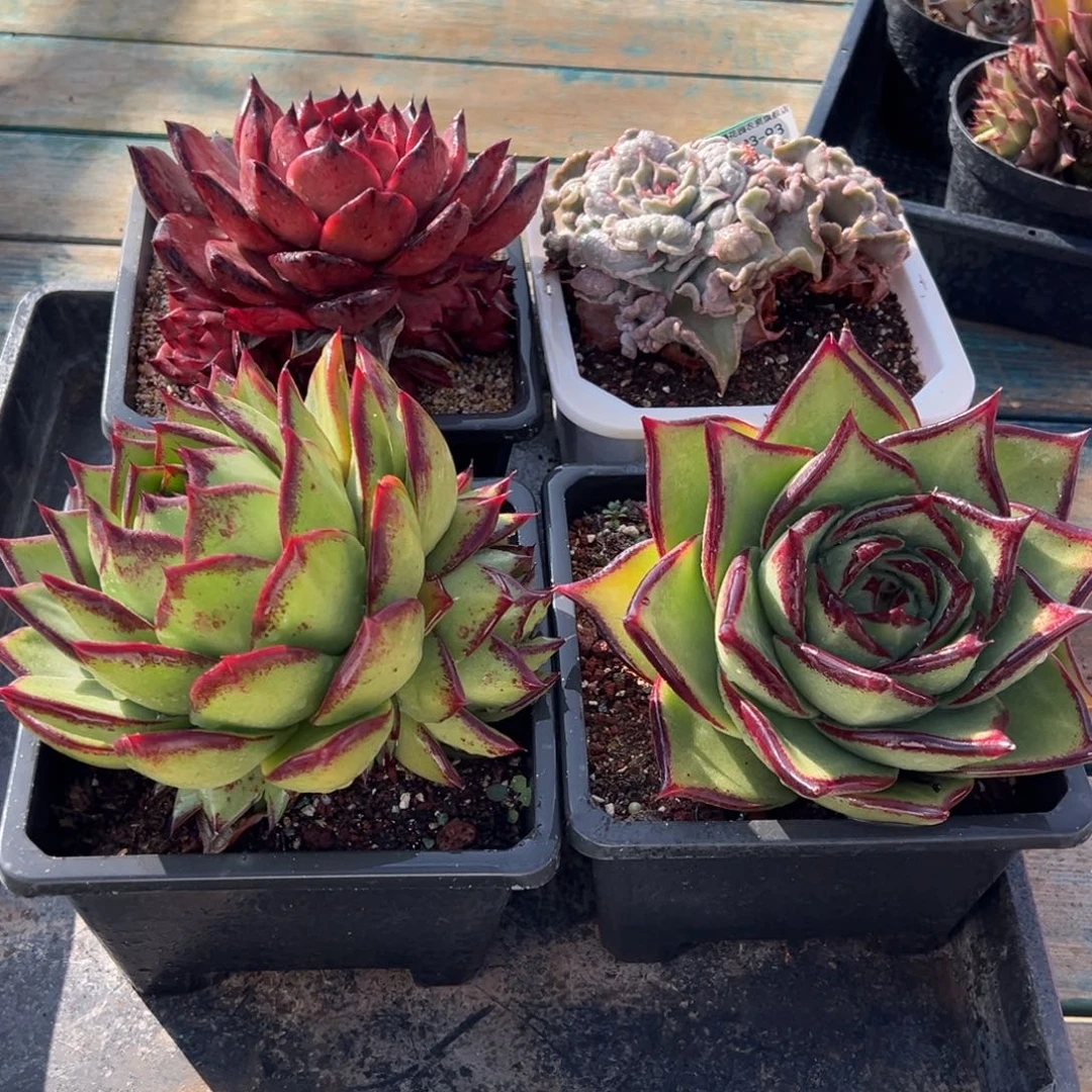 从前慢多肉精选编号0123.93