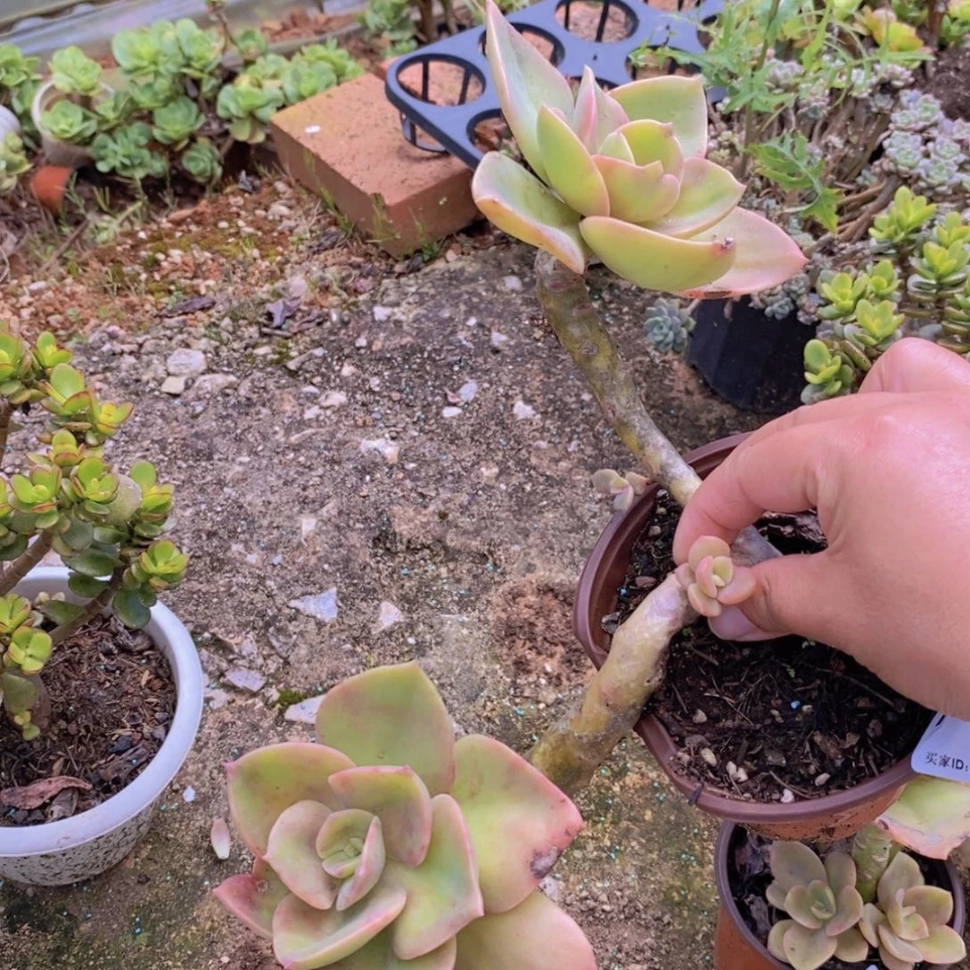 781贺氏老桩一物一拍