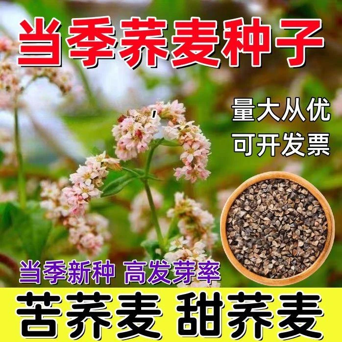 正宗苦荞苦荞麦种子散装优质农作物苦荞麦种子杂粮种子南北方种植