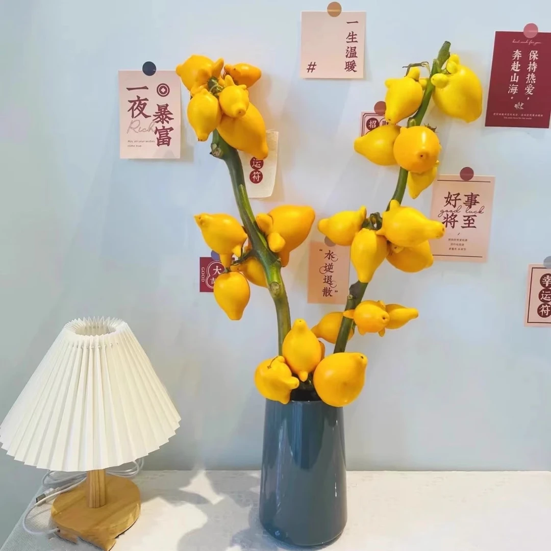 五代同堂黄金果鲜切枝水培植物招财鲜花喜庆年宵花插花客厅养室内