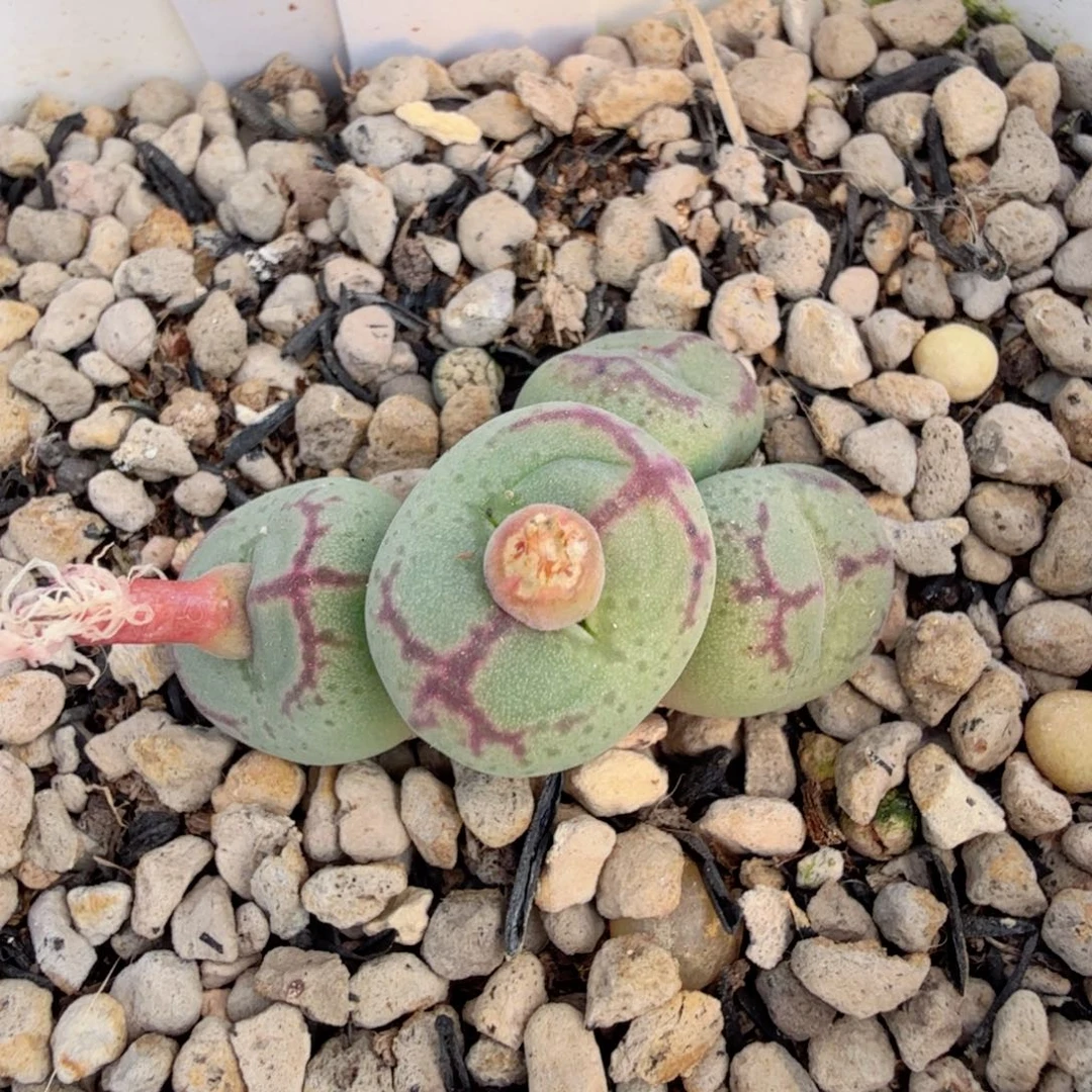 原始八重 12-30-L31。