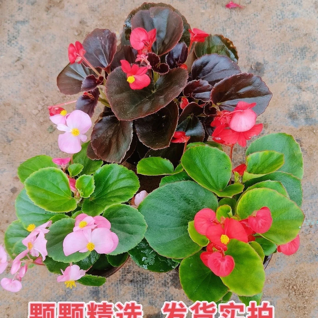 四季海棠盆栽玻璃翠秋海棠大叶小叶室内阳台庭院易养带花苞