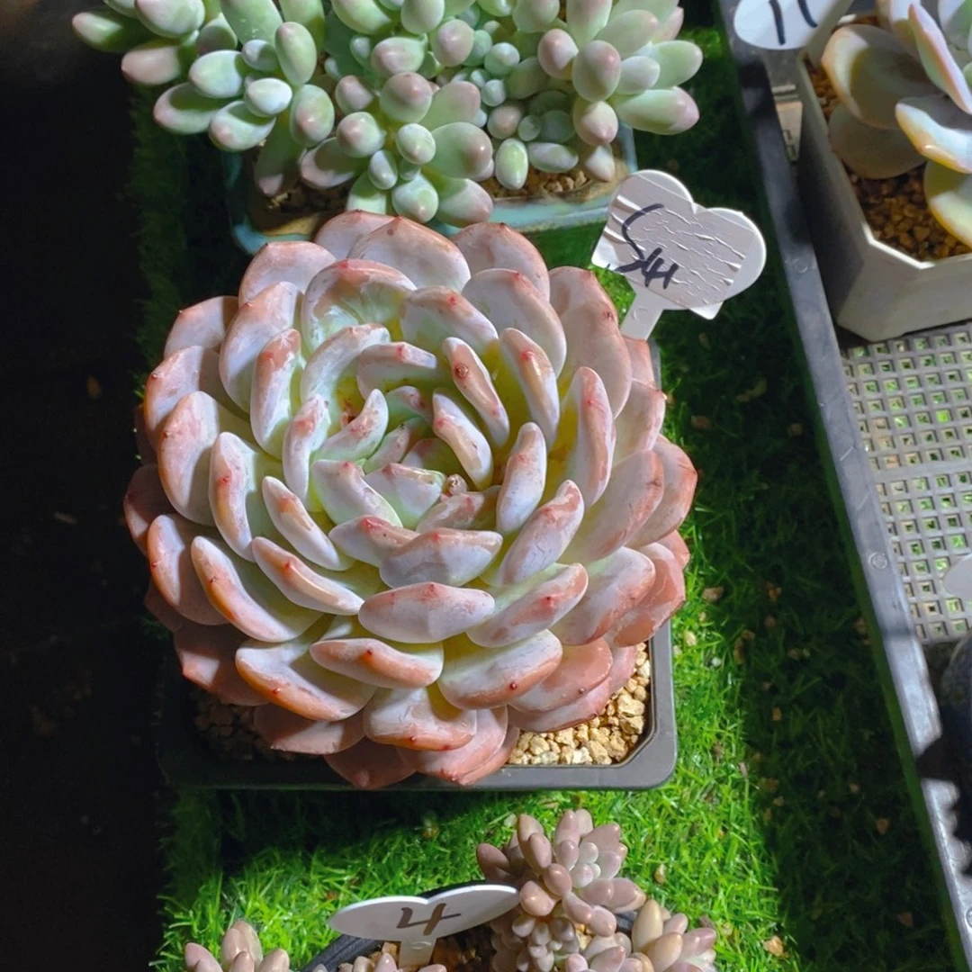 S41梦露大单头多肉植物