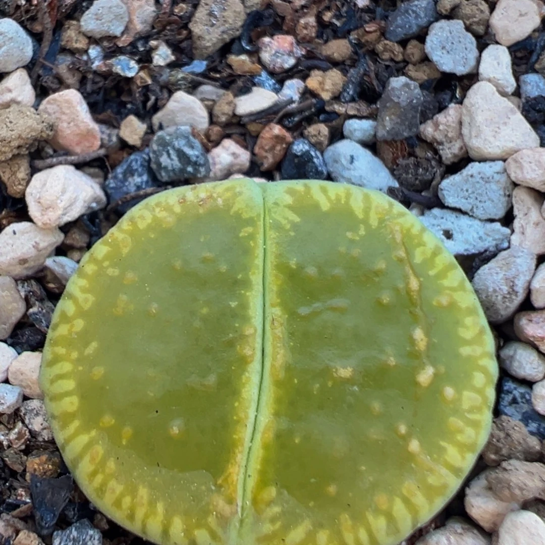 51多肉植物百科植物