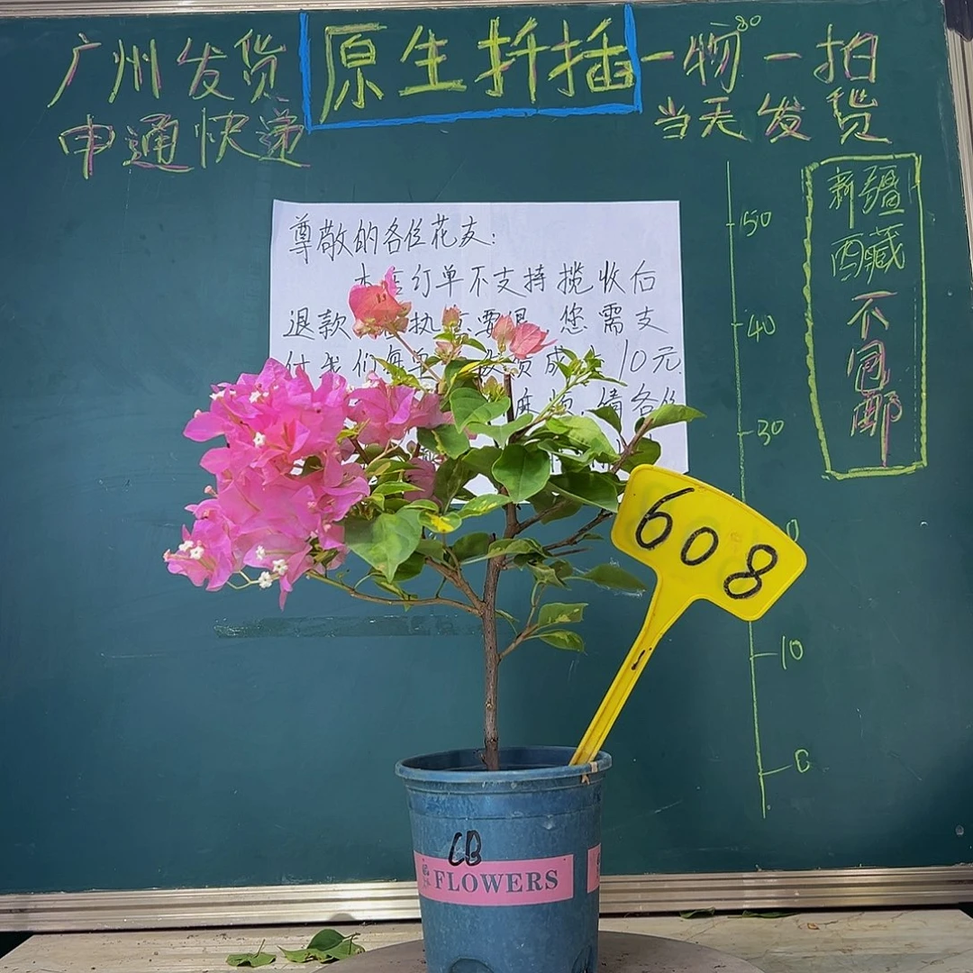 当前无花栽培后可以开花 下播 橙白橙粉  608