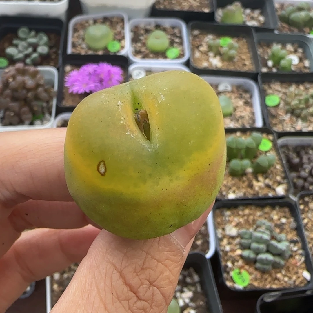 2.9（瑕疵）多肉植物和481