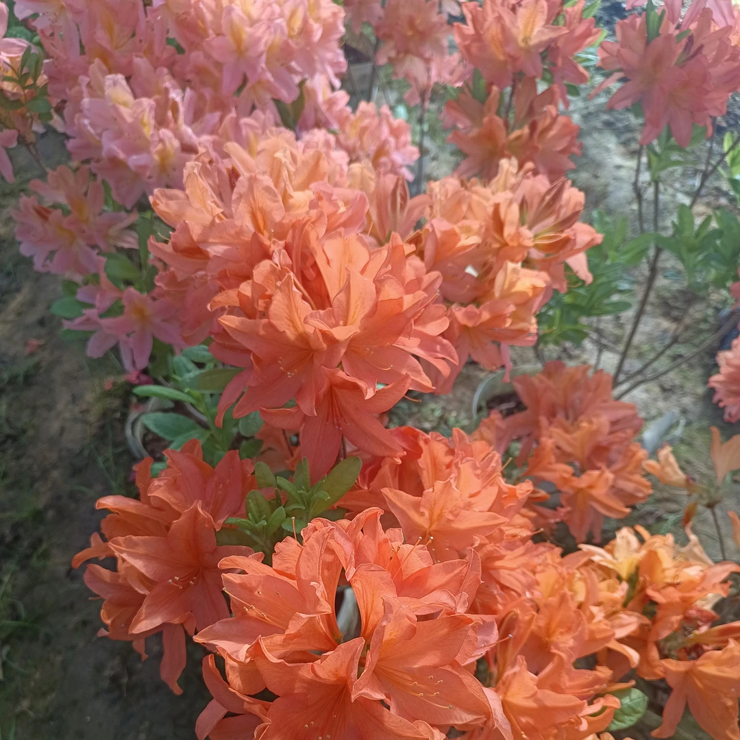 落叶杜鹃红枫杜鹃直播间一物一拍，不包活