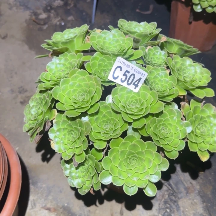 魅灵……多肉植物的