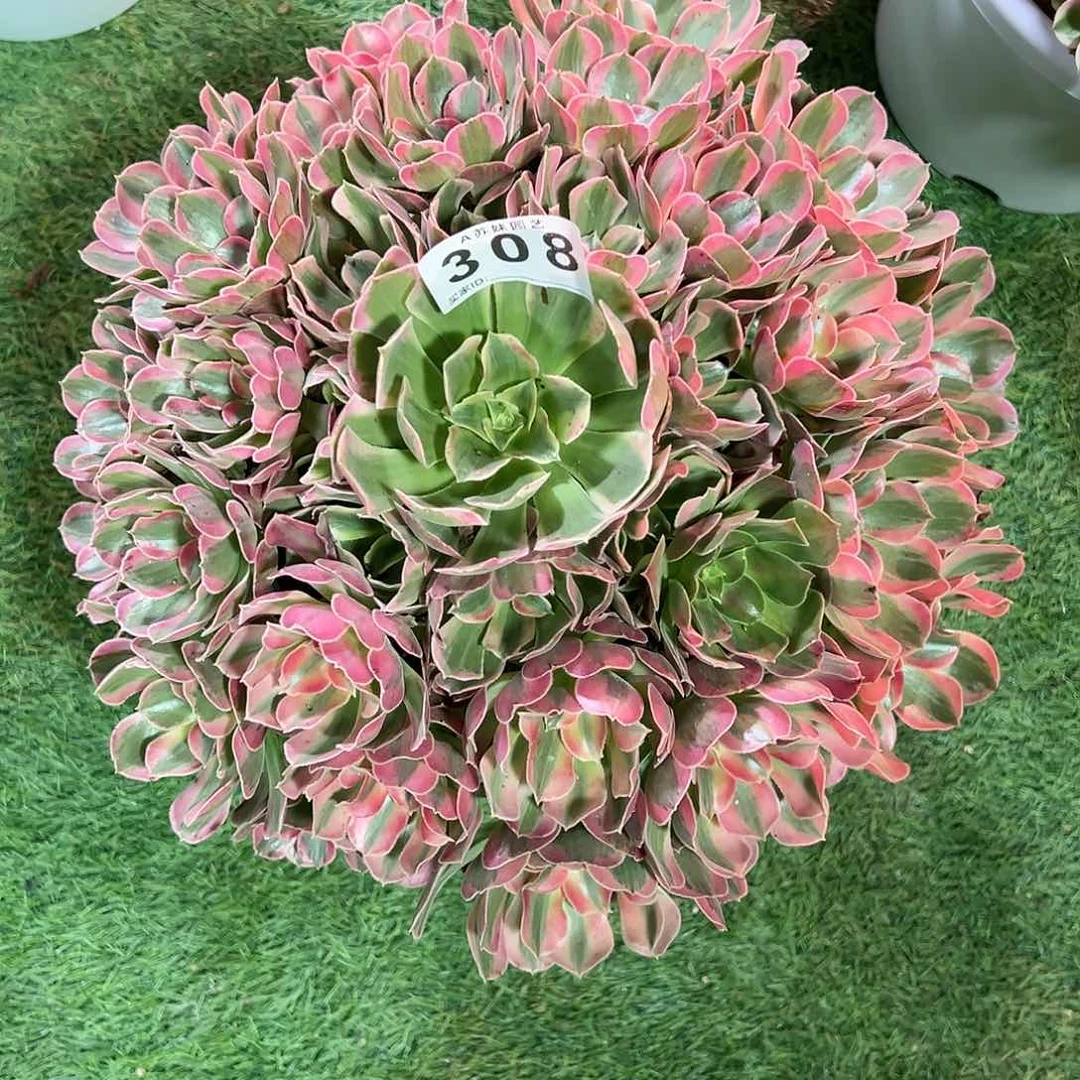 全部花朵308粉女郎法师