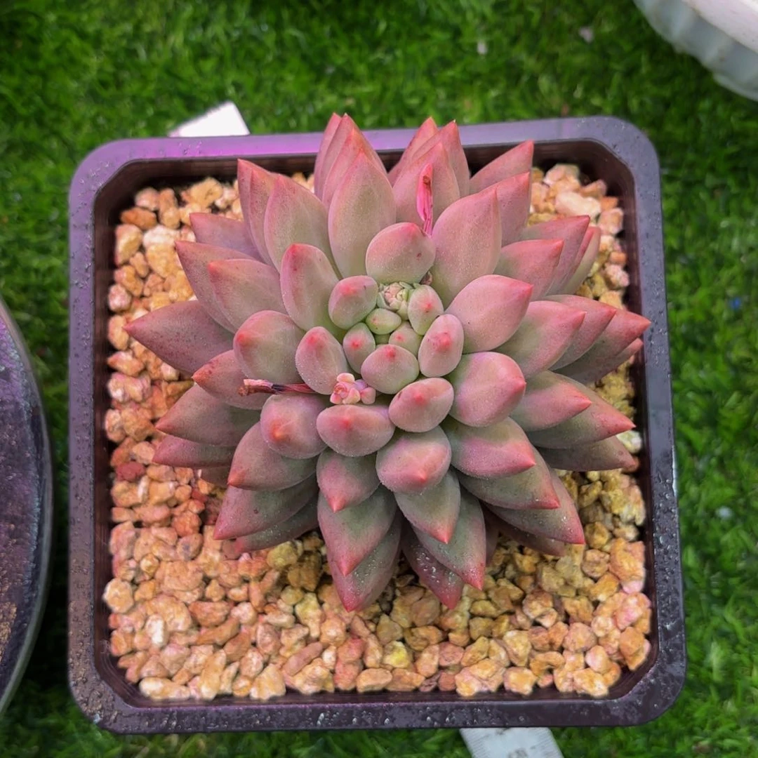 l****2玻璃球，多肉植物