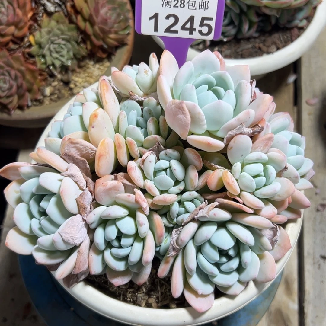 1245冷香，冠服18公分