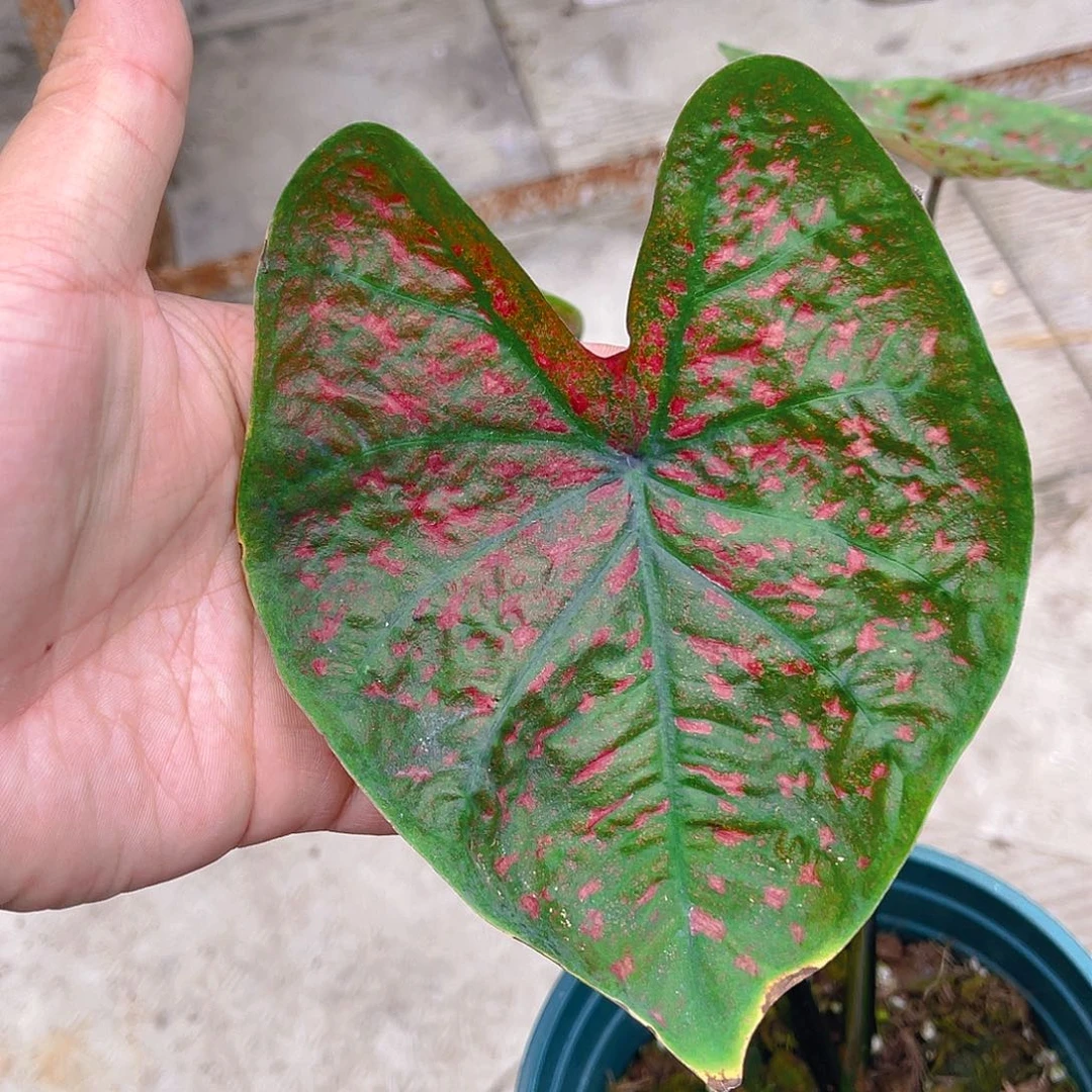 完全开放571泰彩