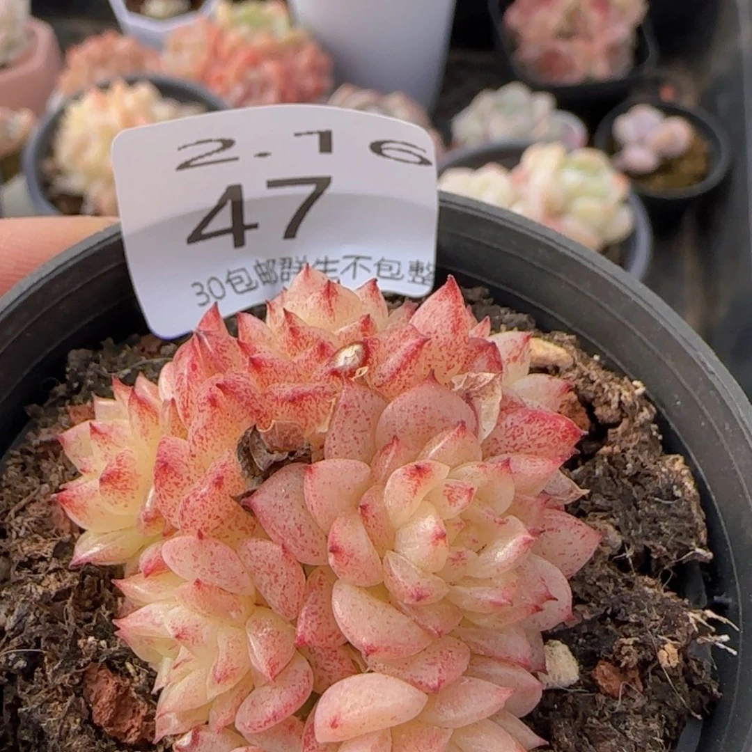 小脸麦秆群一颗脱土发货