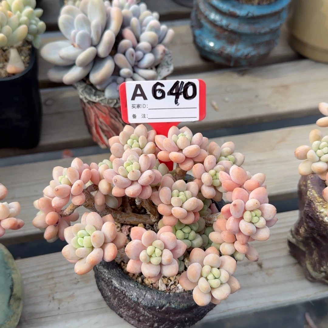 洛可可老桩多肉五十包邮