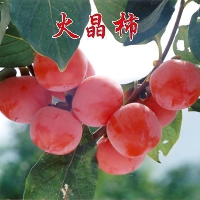 火晶柿子树苗嫁接磨盘脆甜柿庭院盆栽地栽南北方种植