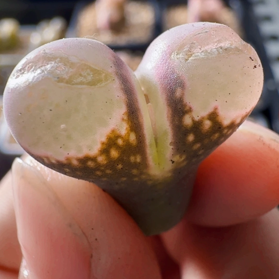 3271风铃玉肉锥植物