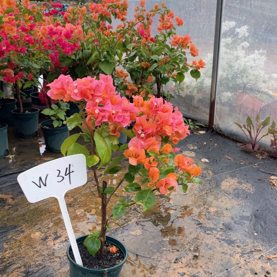 木***杉大量花朵（建议范围：8朵-15朵 或40%以上）绿叶橙W34