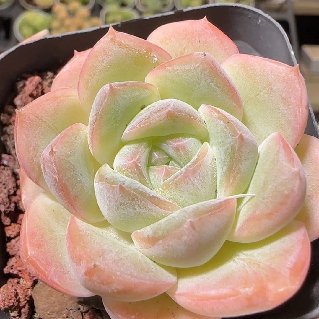 花语逸镜1025-370溏心