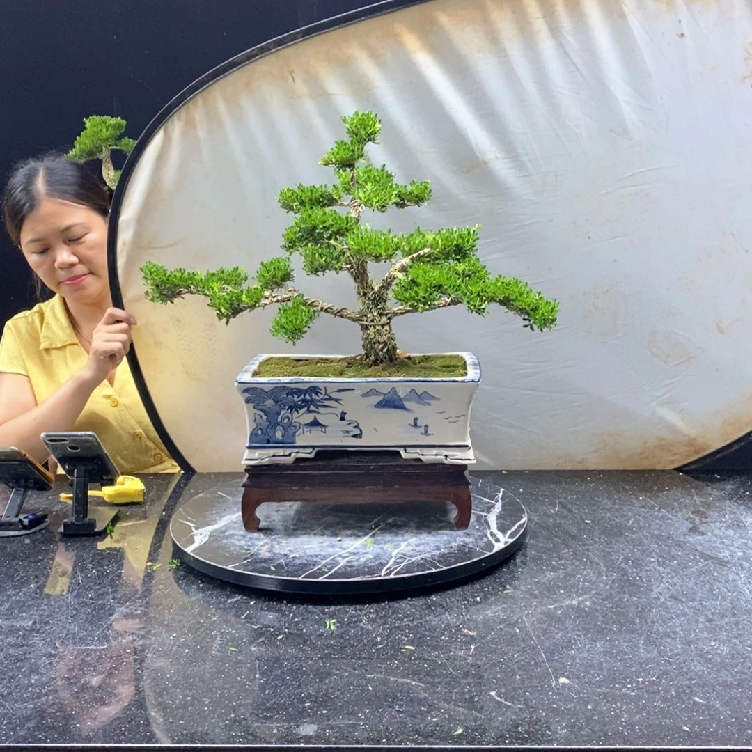 无花朵精品黄杨盆景