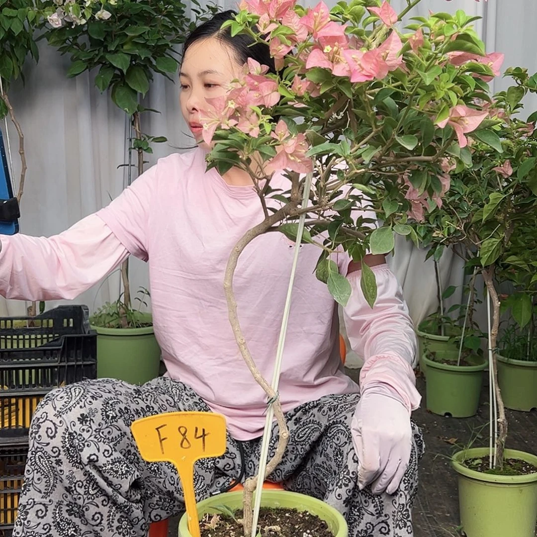 美***好当前无花栽培后可以开花F84卡亚塔