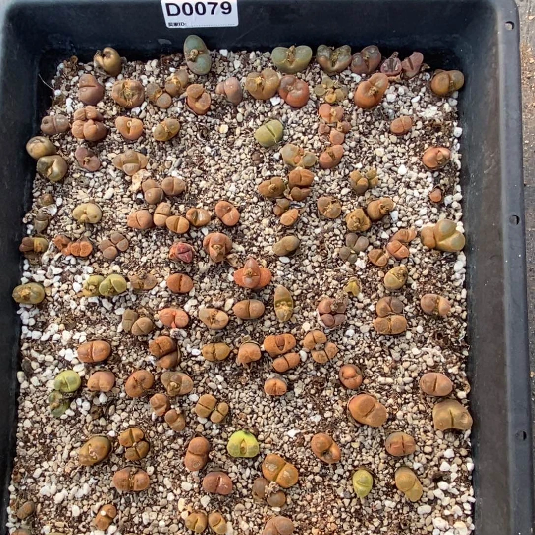 0079风铃玉带筐部分被虫咬伤