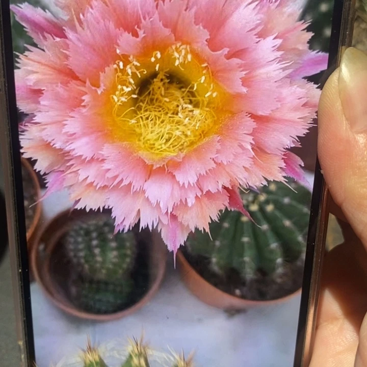 彩草羽毛1号侧芽4.5公分左右