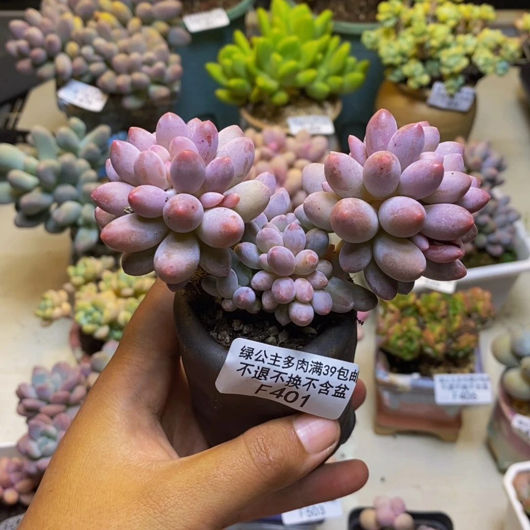 *****401香水手指奶多肉7cm