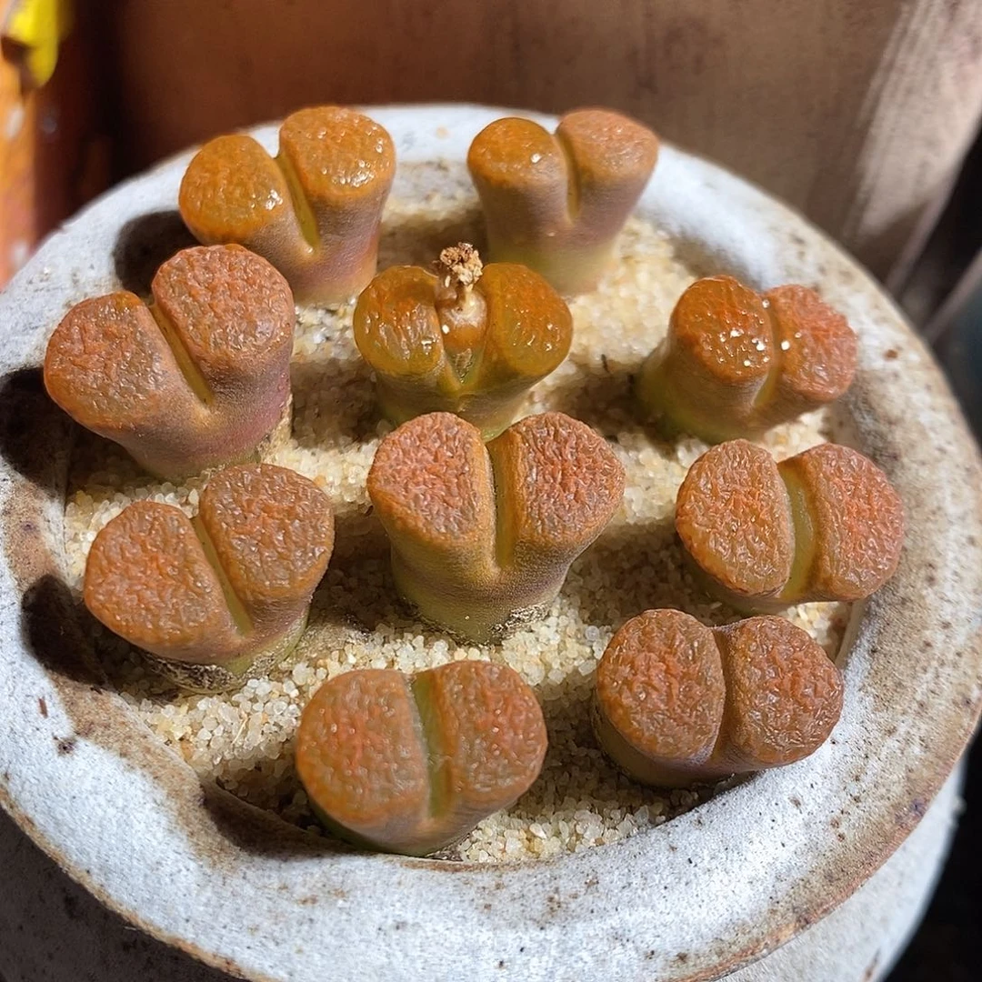 一颗超级蛋糕风铃。