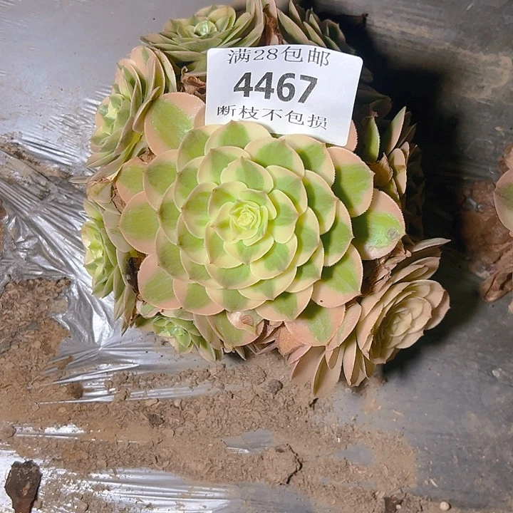 4467荔枝多肉植物