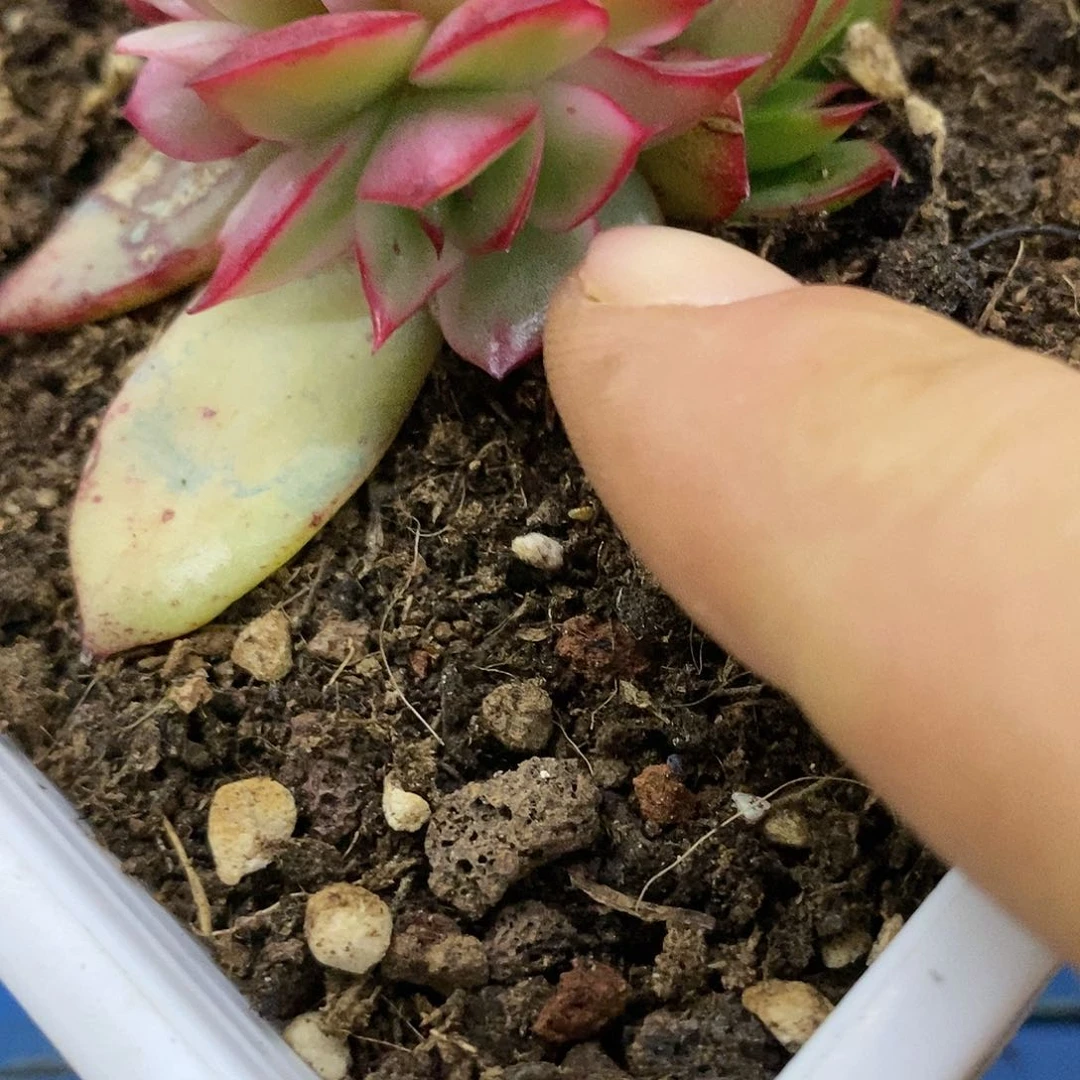 ?*.618吉赛尔锦多肉植物哇啦塞