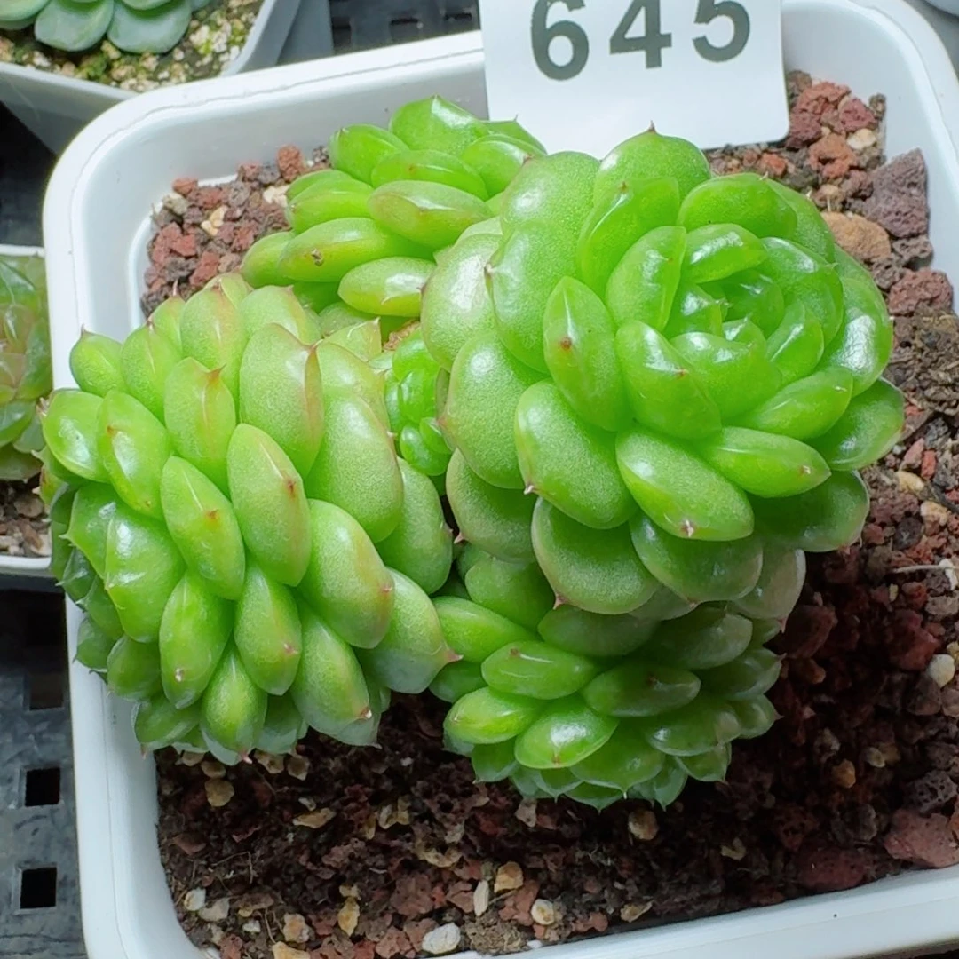 灯泡珍妮            精美多肉植物