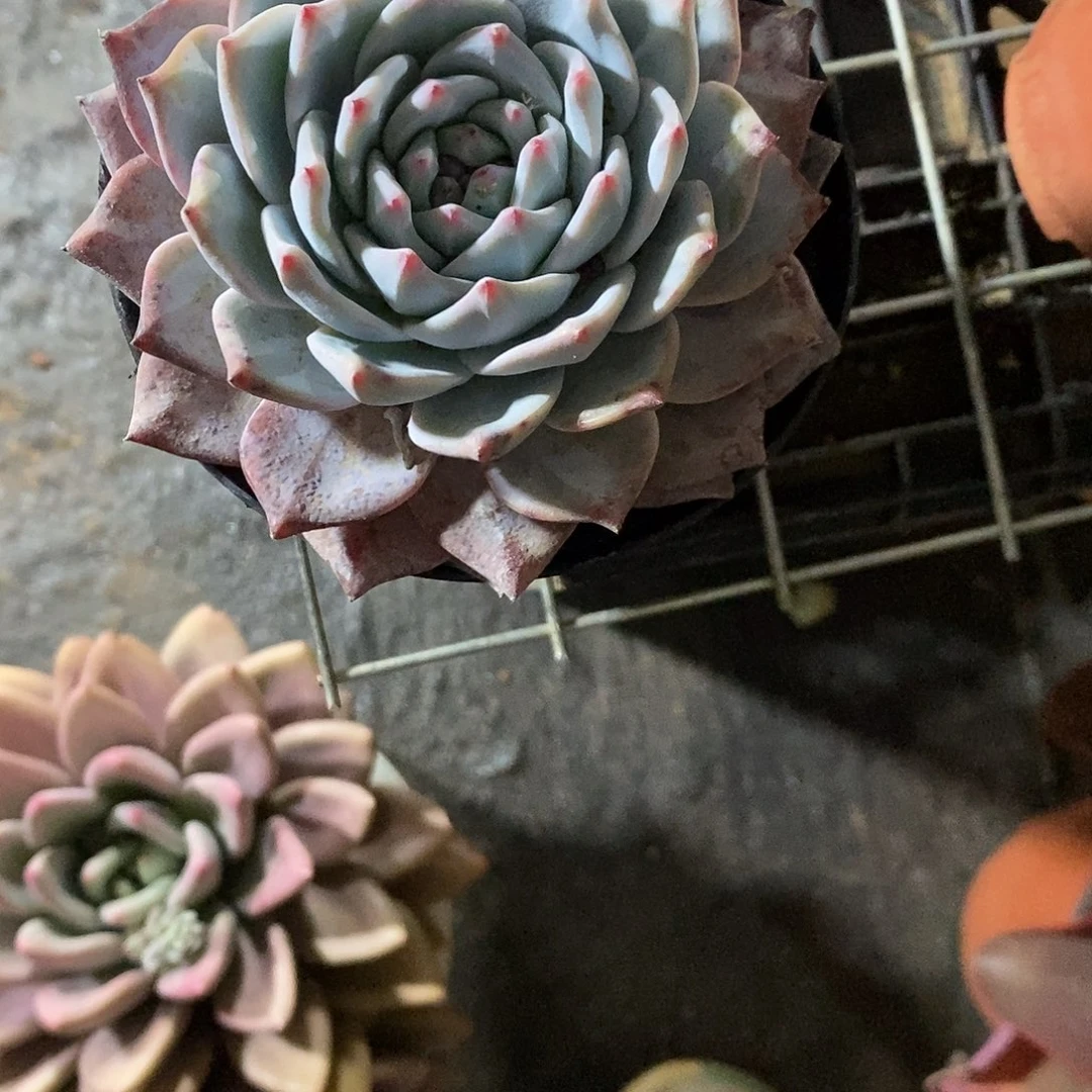 ?***汐单头粉蓝鸟1颗带盆带土