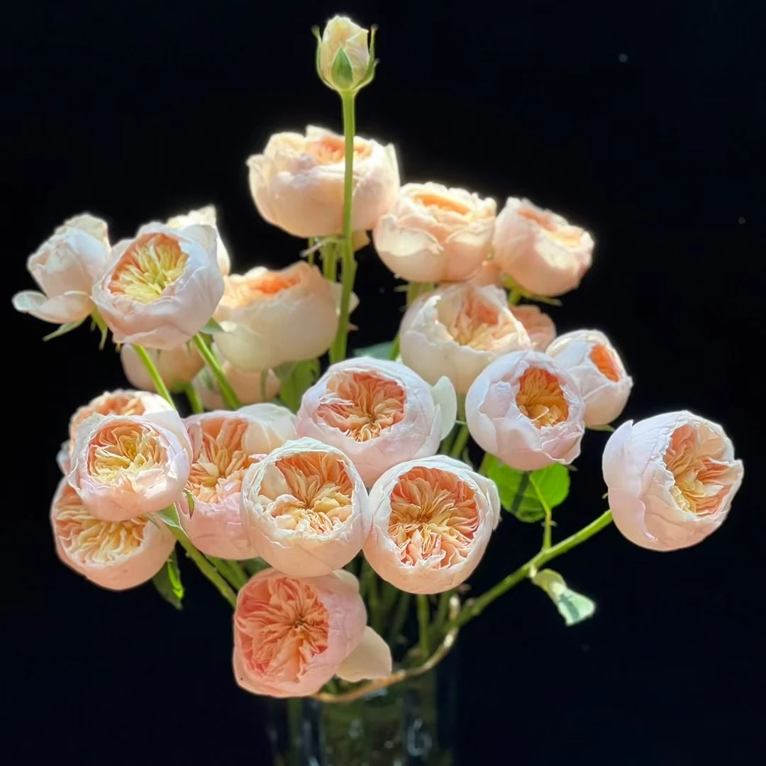 10枝朱丽叶单头玫瑰【两单顺丰或京东包邮】云南鲜花基地直发