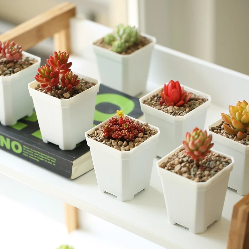 景天70侧孔小白方盆口7公分高7公分多肉育苗盘繁殖盆耐晒加厚