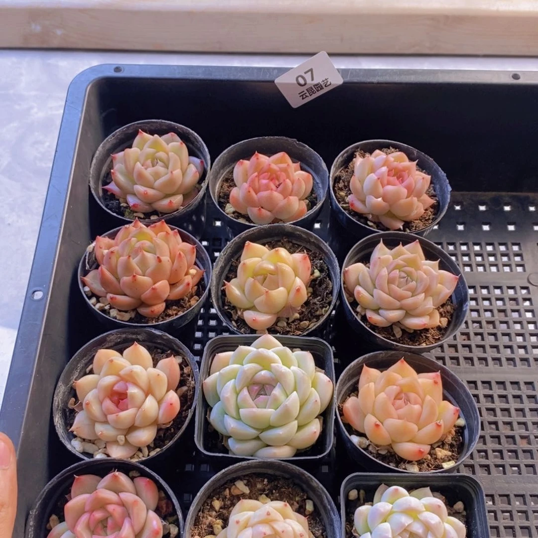 一物一拍。      07