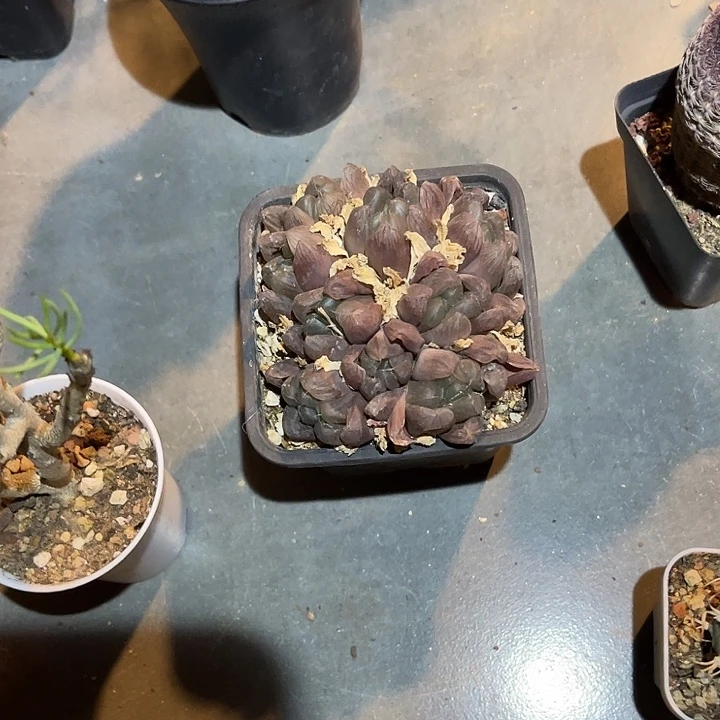 无花朵紫姬玉露大群一物一拍