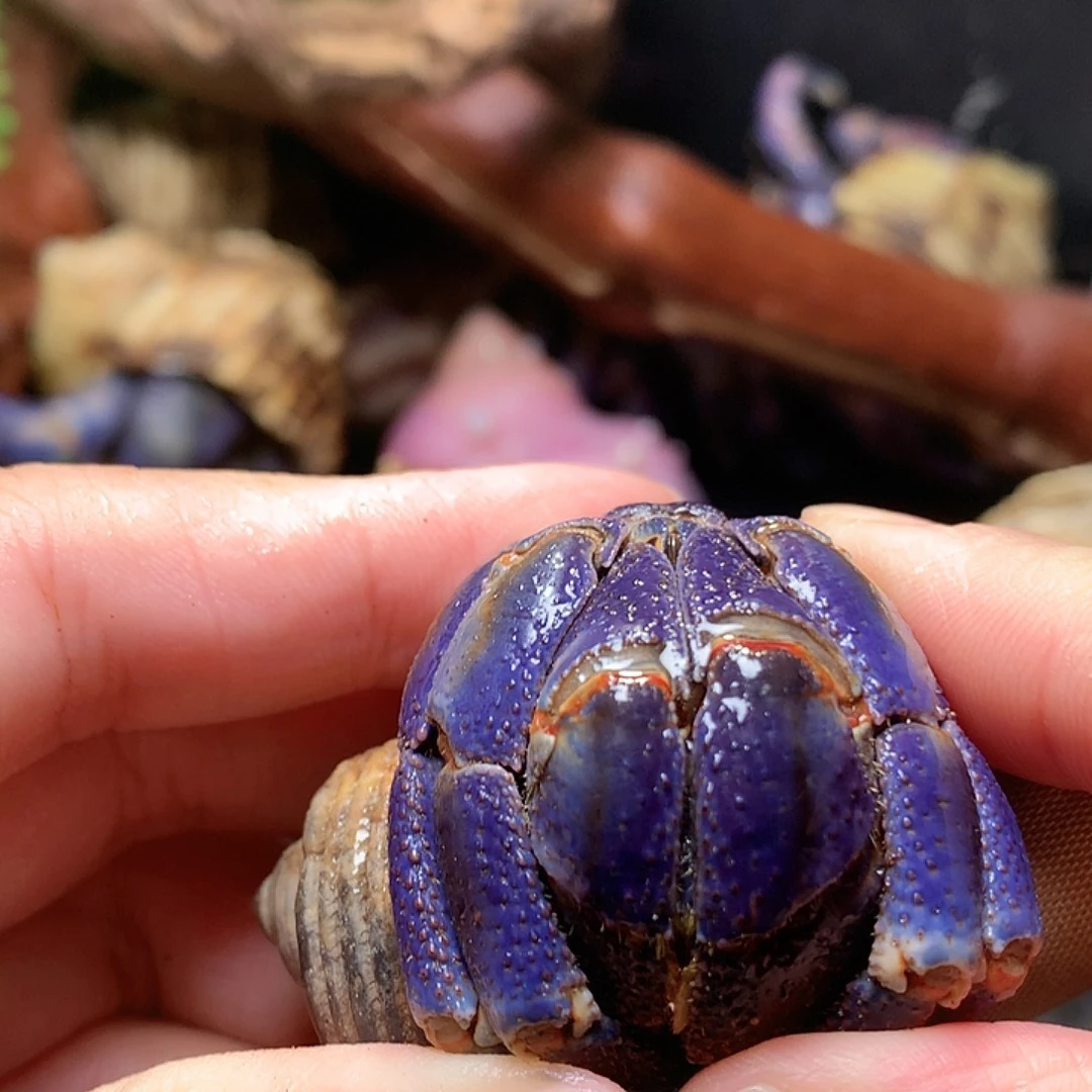 3.2口径奔跑的寄居蟹24号